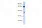 C6orf134 antibody - middle region